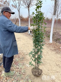 高度150厘米北海道黄杨