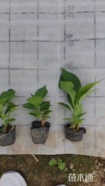 高度10厘米八仙花