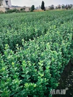 高度50厘米北海道黄杨小苗