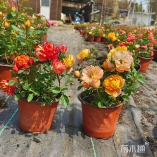 高度38厘米月季