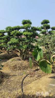 18公分无刺枸骨