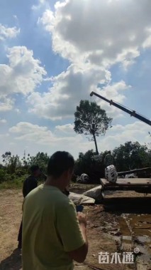 16公分大叶女贞