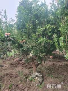 高度200厘米石榴