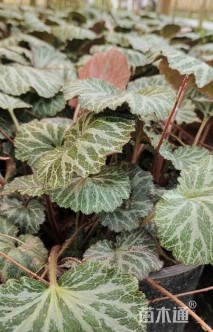 高度15厘米虎耳草