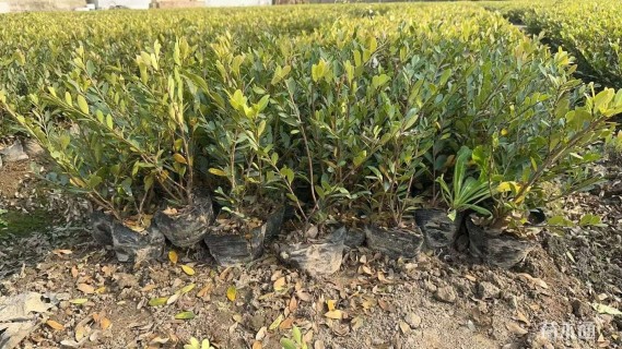 高度30厘米小叶蚊母