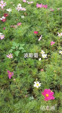 高度25厘米波斯菊