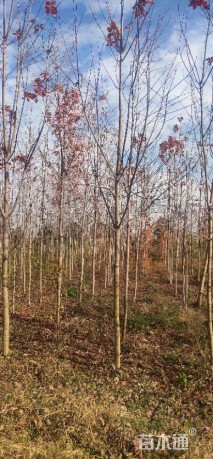 6公分美国红枫