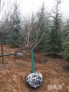 8公分染井吉野樱