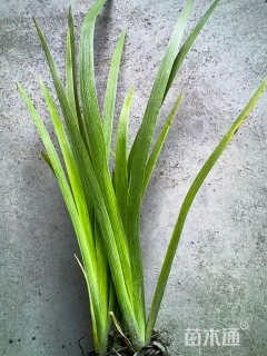 高度40厘米鸢尾