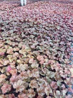 高度15厘米矾根