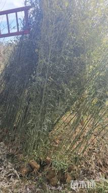 地栽苗青皮竹