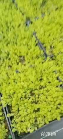 高度8厘米佛甲草