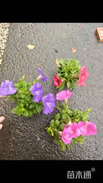 高度10厘米矮牵牛