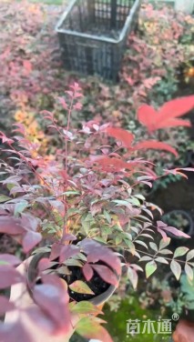 高度15厘米南天竹