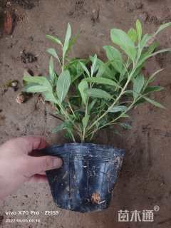 高度30厘米茶梅小苗