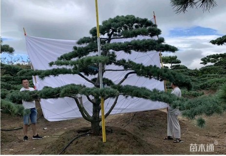 8公分造型五针松