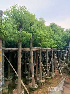 5公分香樟