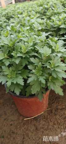 高度20厘米国庆菊