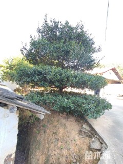 18公分造型枸骨