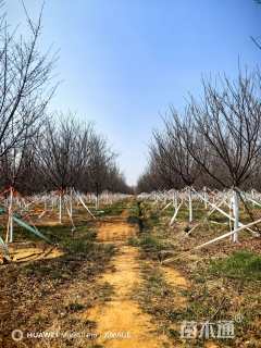 高度500厘米阳光樱