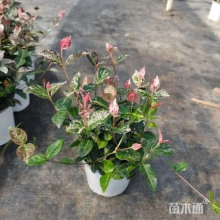 40厘米花叶络石