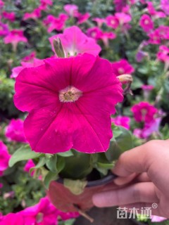 高度10厘米牵牛花