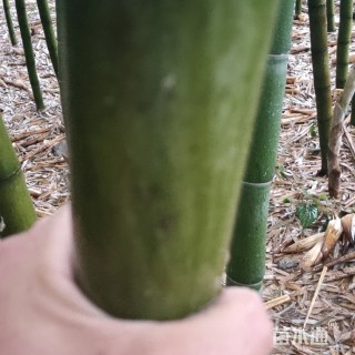地栽苗刚竹