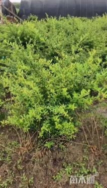 高度70厘米火棘