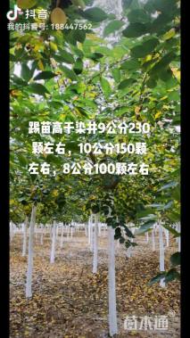 10公分染井吉野樱