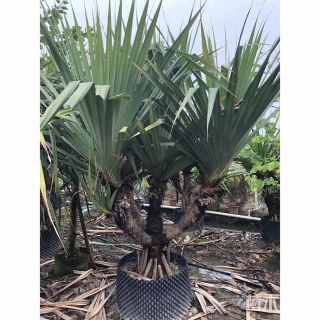 高度80厘米露兜