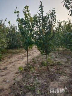 高度250厘米蜡梅
