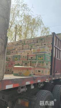 高度15厘米斑点大吴风草