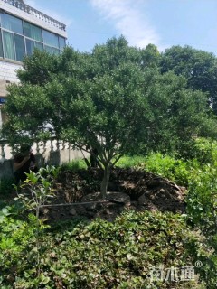 高度3.5厘米小叶黄杨