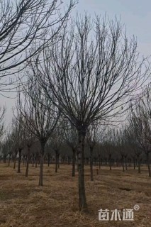 16公分秋紫白蜡