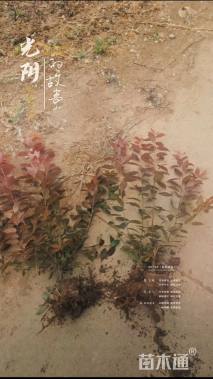 高度80厘米红叶李小苗