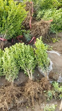 高度40厘米瓜子黄杨小苗
