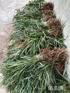 高度35厘米阔叶麦冬草