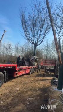 20公分染井吉野樱