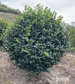 冠幅120厘米茶梅球