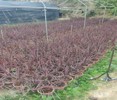 高度50厘米澳洲朱蕉