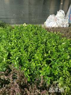 高度30厘米西洋杜鹃小苗