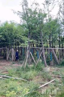10公分水杉