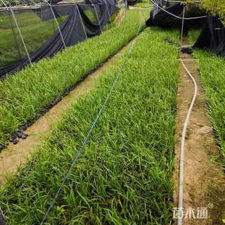 高度22厘米垂筒花