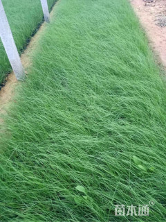 高度20厘米粉黛乱子草