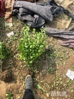 高度50厘米卫矛小苗