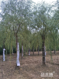 15公分嫁接垂柳