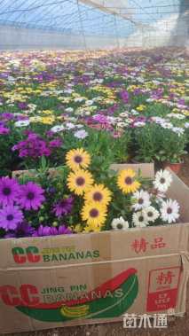 高度18厘米南非万寿菊