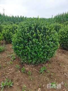 冠幅150厘米卫矛球