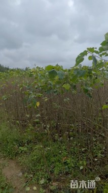1.5公分山桐子