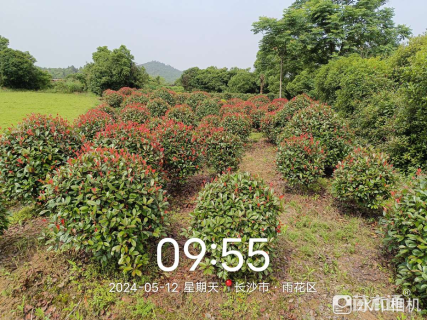 冠幅100厘米红叶石楠球